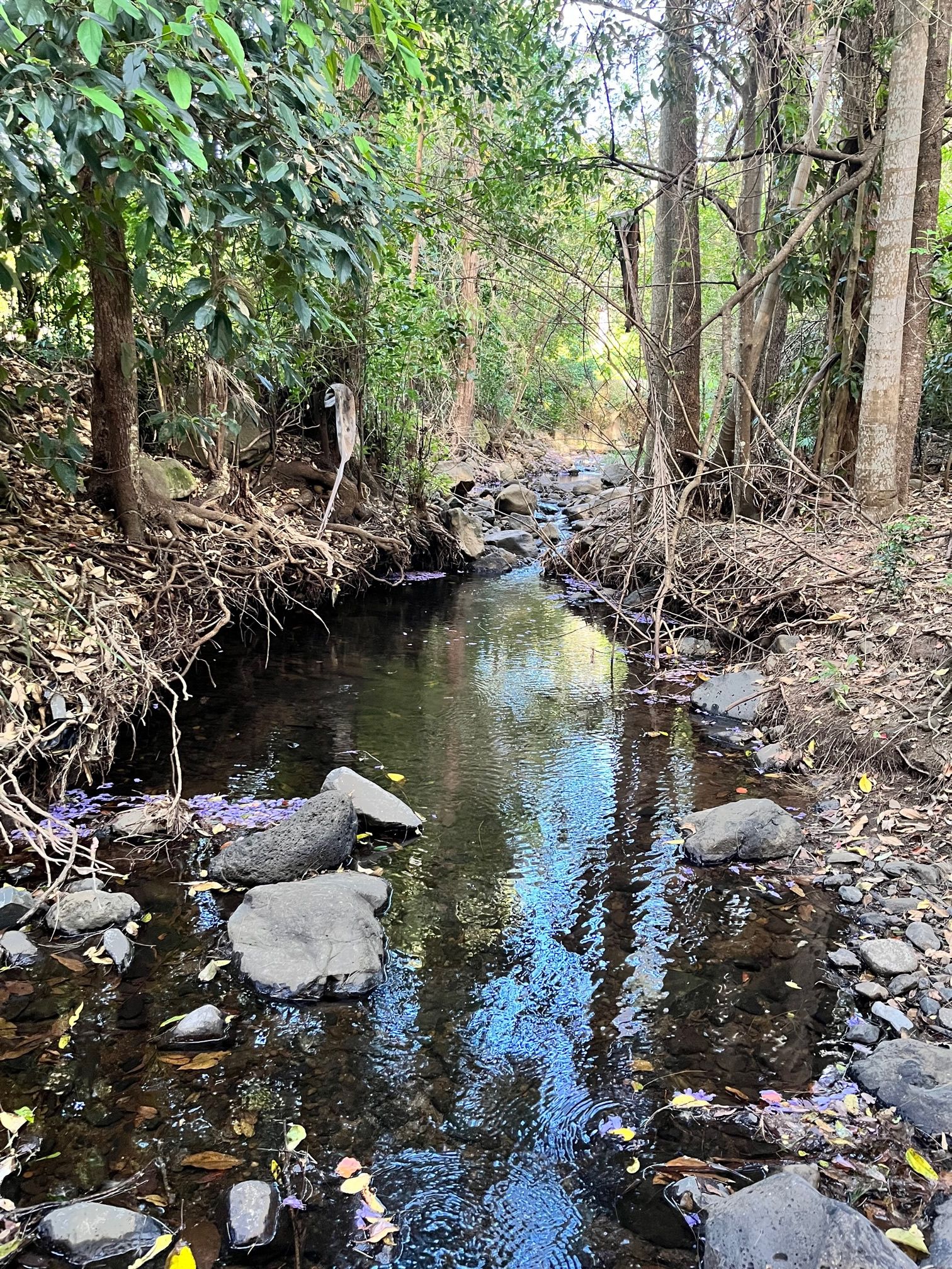 Bluegum Drive, Wonglepong QLD 4275, Wonglepong - Thumbnail 8