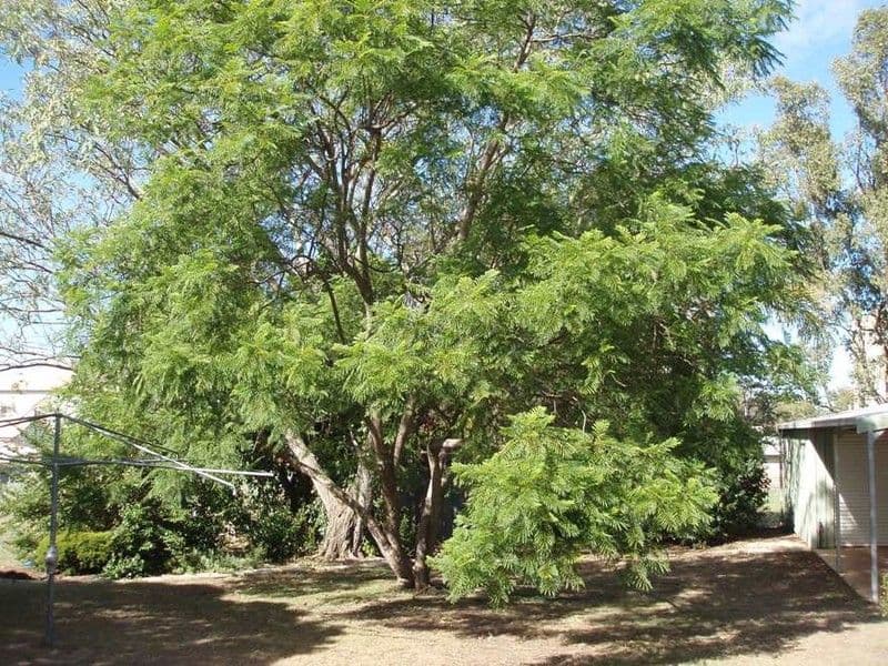 36  Geraghty Street, CECIL PLAINS QLD 4407, Cecil Plains - Thumbnail 7
