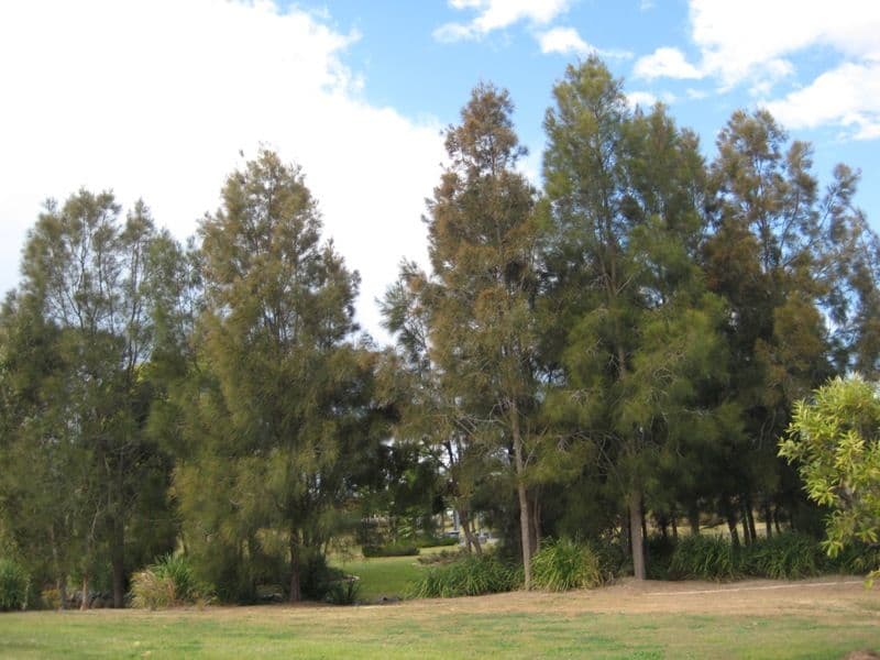 8 Torrevella Vista, COOMBABAH QLD 4216, Coombabah - Thumbnail 3