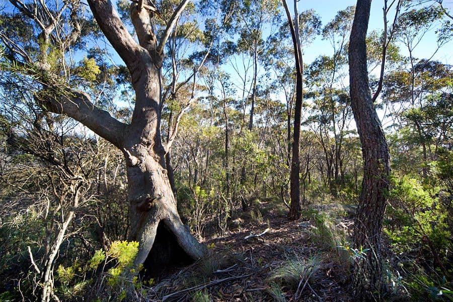 54-56 Shipley Road, BLACKHEATH NSW 2785, Blackheath - Thumbnail 6