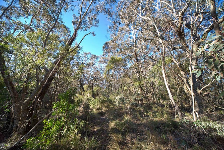 54-56 Shipley Road, BLACKHEATH NSW 2785, Blackheath - Thumbnail 7