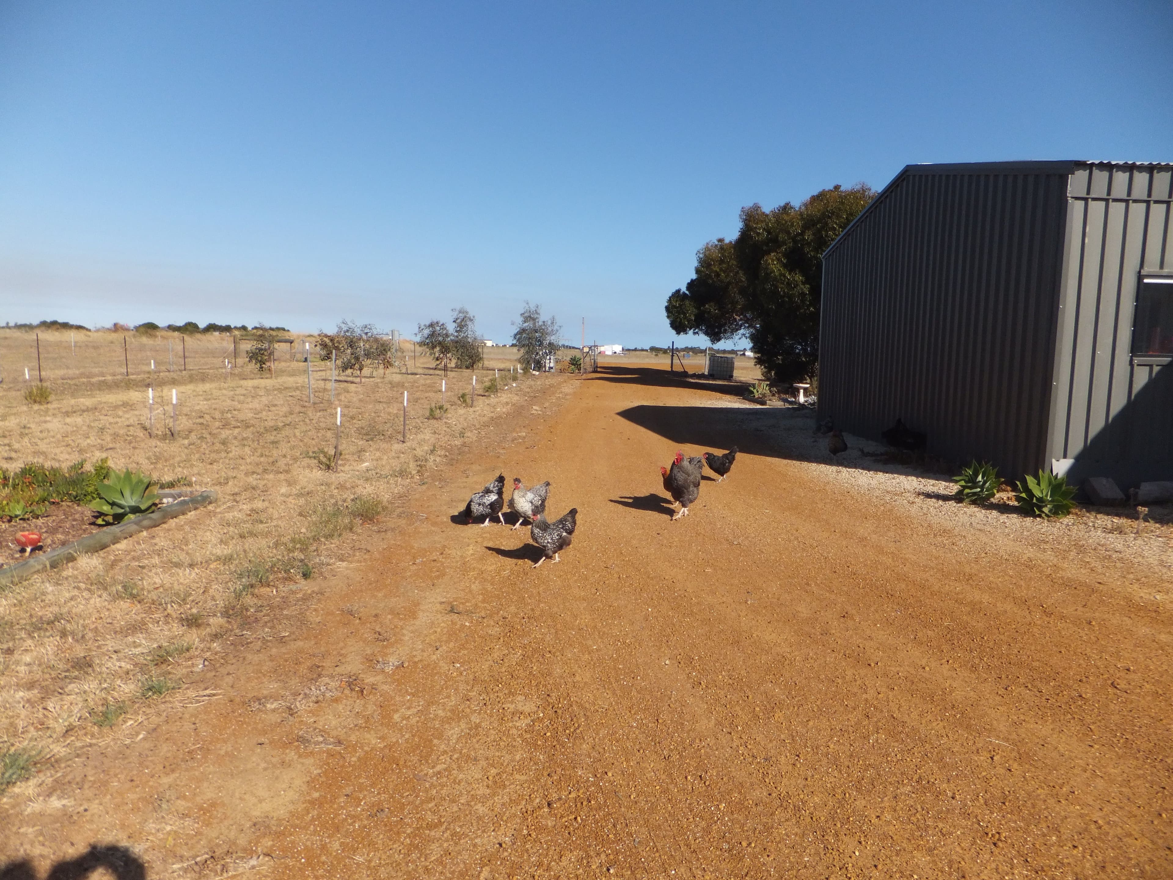 52 Dillwynia Way, Hopetoun WA 6348, Hopetoun - Thumbnail 2