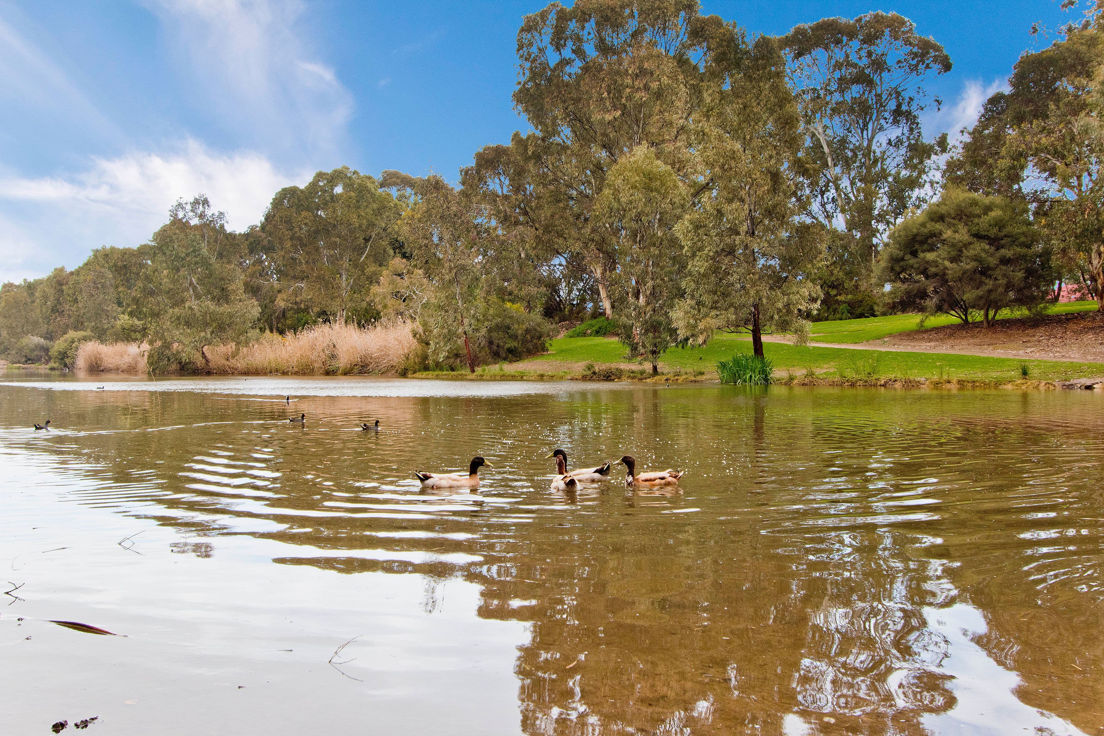 10 Diosma Crescent, Lockleys SA 5032, Lockleys - Thumbnail 5