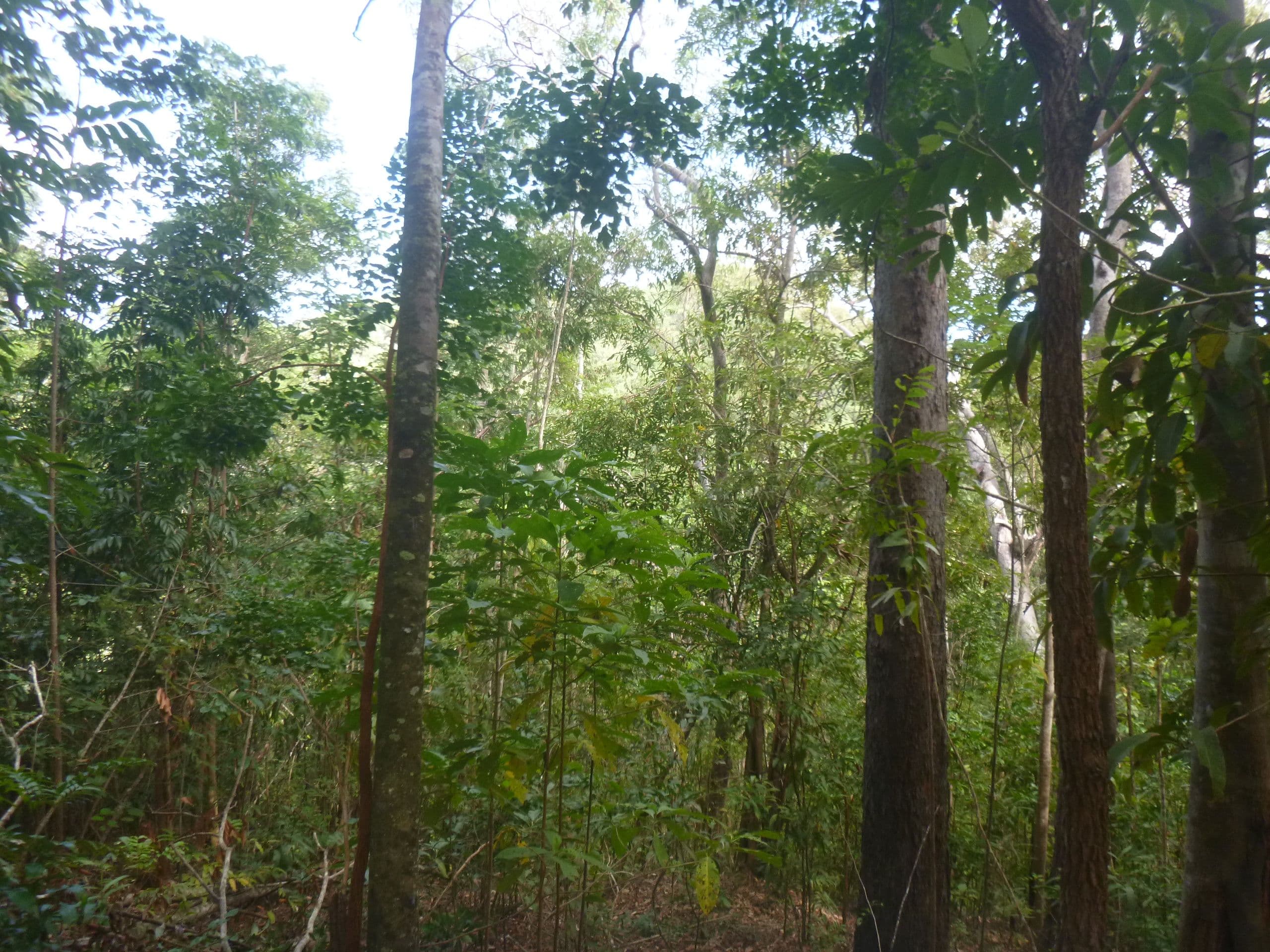 1 Rossville-Bloomfield Road, Bloomfield QLD 4895, Bloomfield - Thumbnail 3