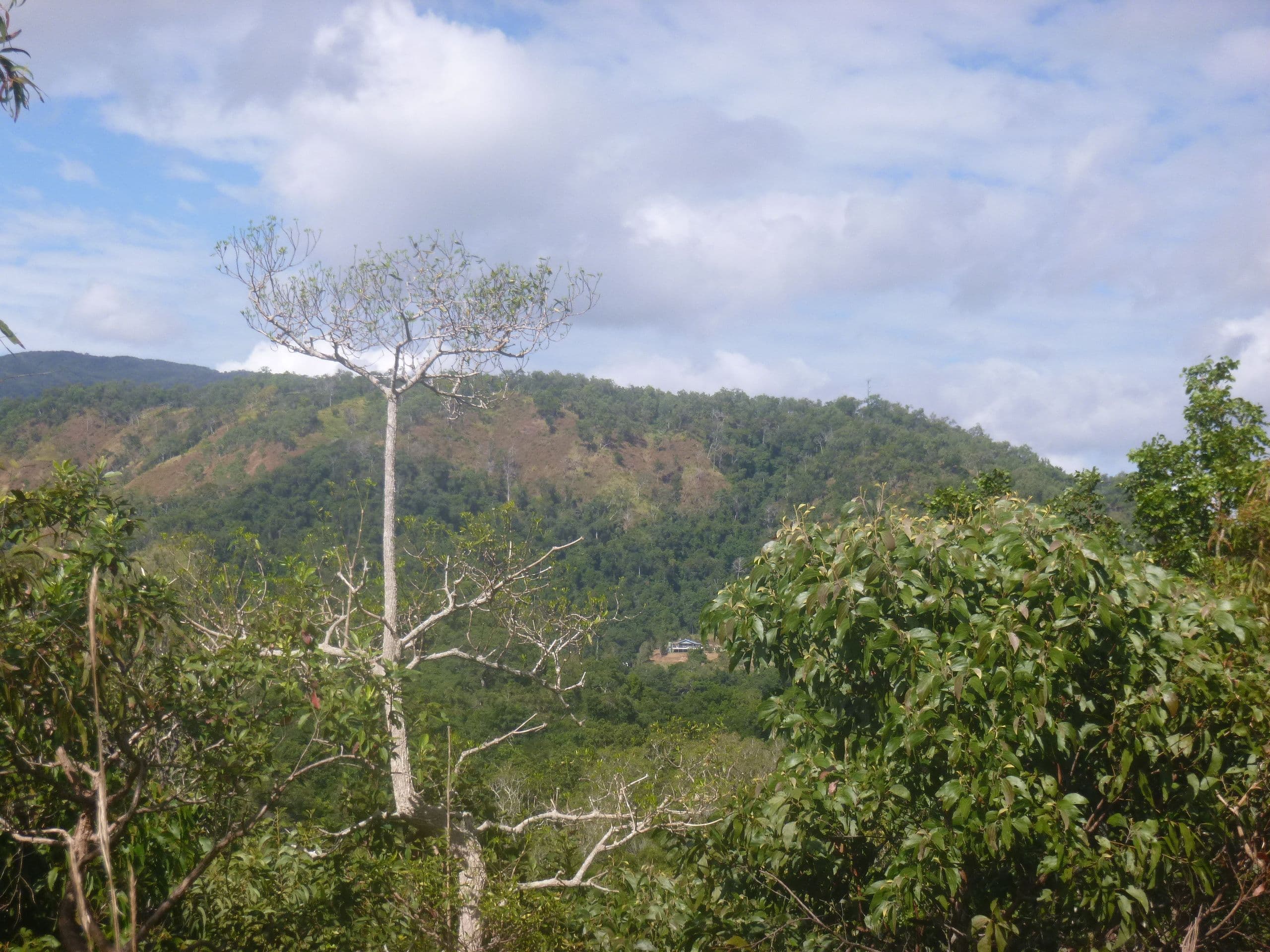 1 Rossville-Bloomfield Road, Bloomfield QLD 4895, Bloomfield - Thumbnail 4
