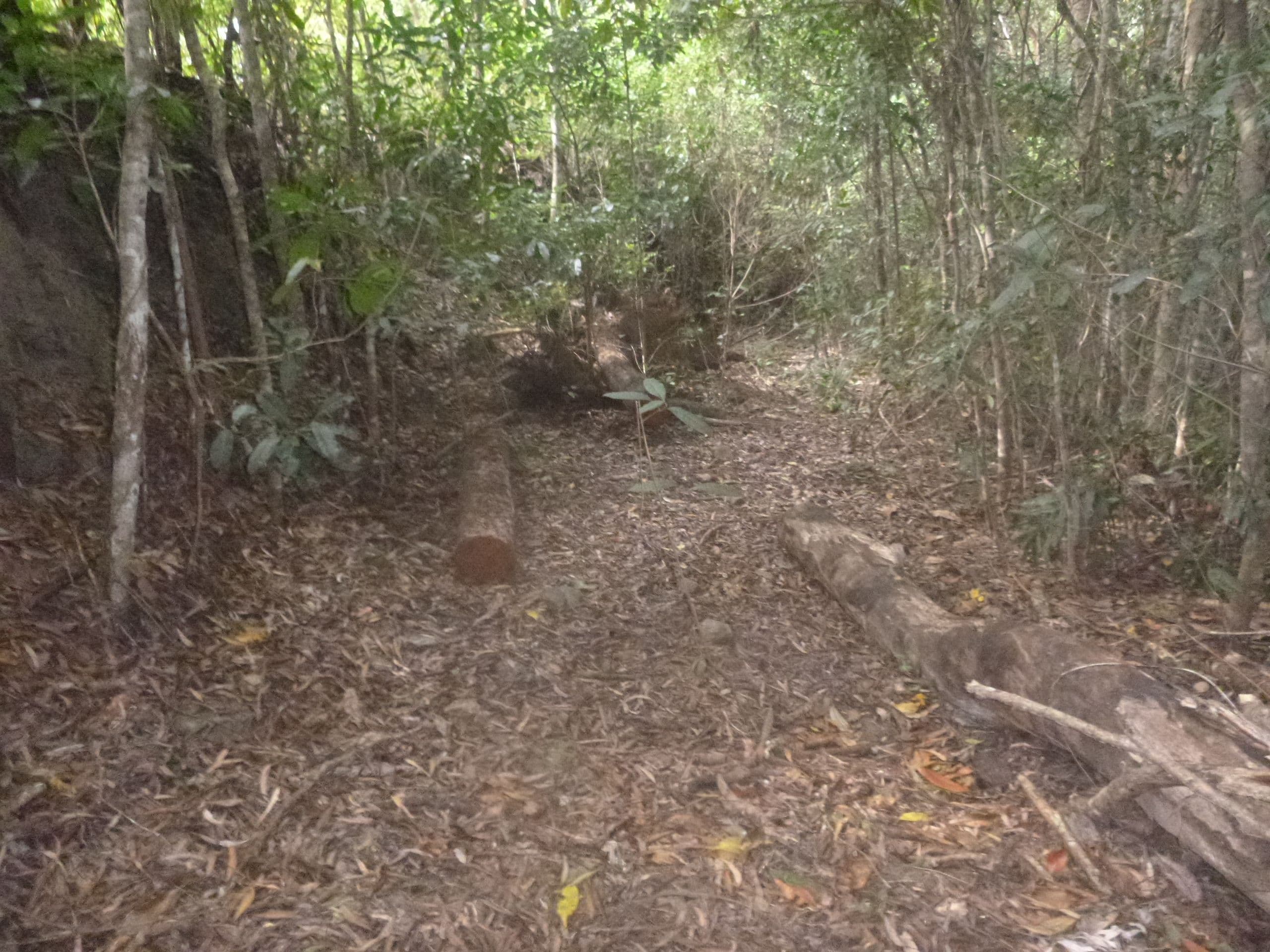 1 Rossville-Bloomfield Road, Bloomfield QLD 4895, Bloomfield - Thumbnail 5