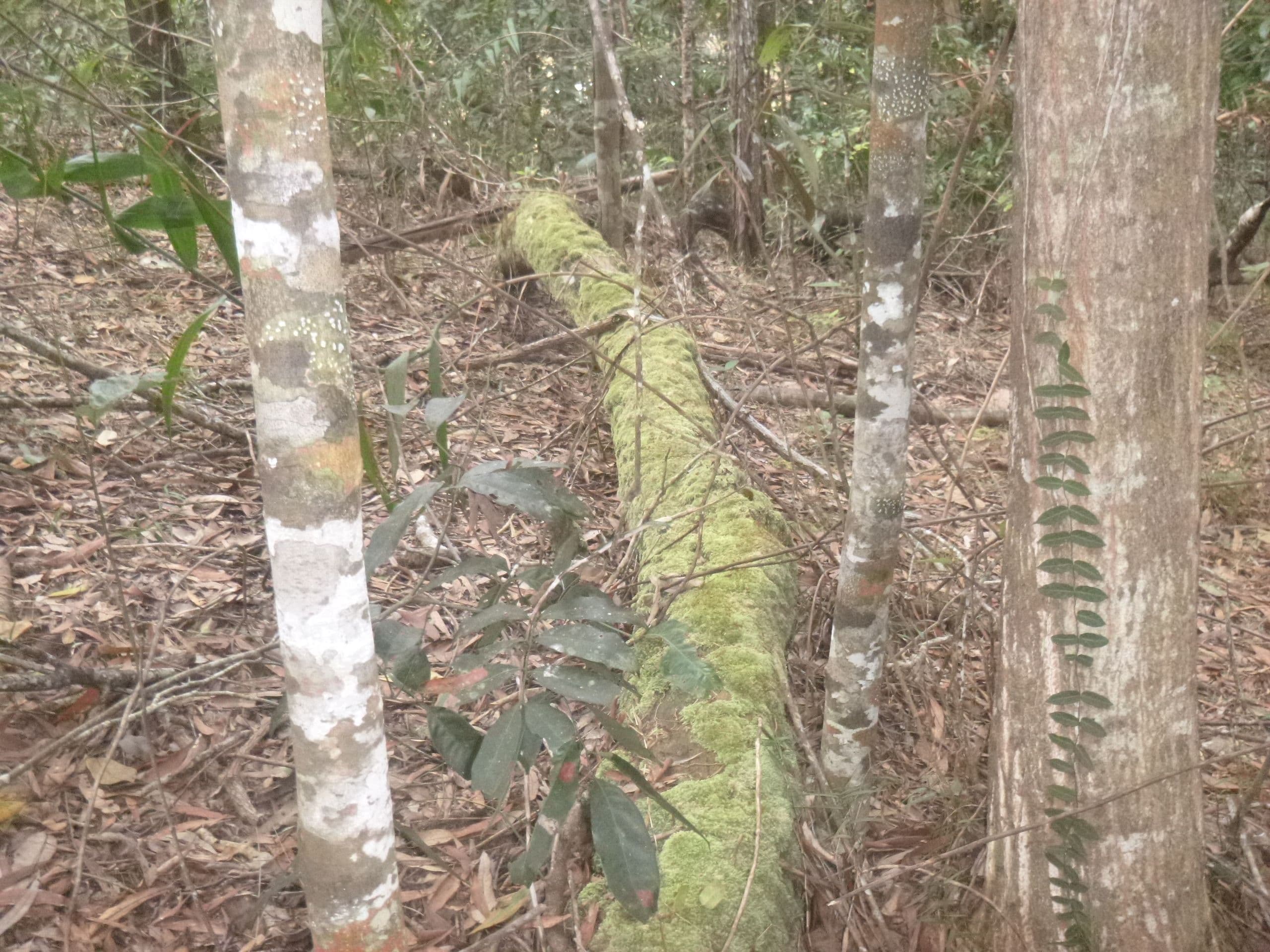 1 Rossville-Bloomfield Road, Bloomfield QLD 4895, Bloomfield - Thumbnail 7