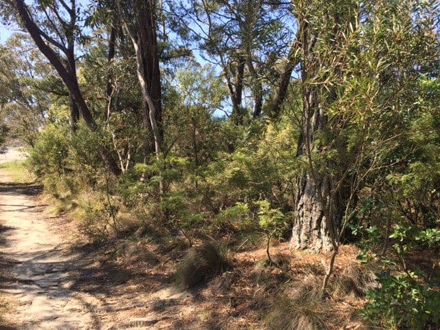 12 Cassilis Street, Mount Victoria NSW 2786, Mount Victoria - Thumbnail 4