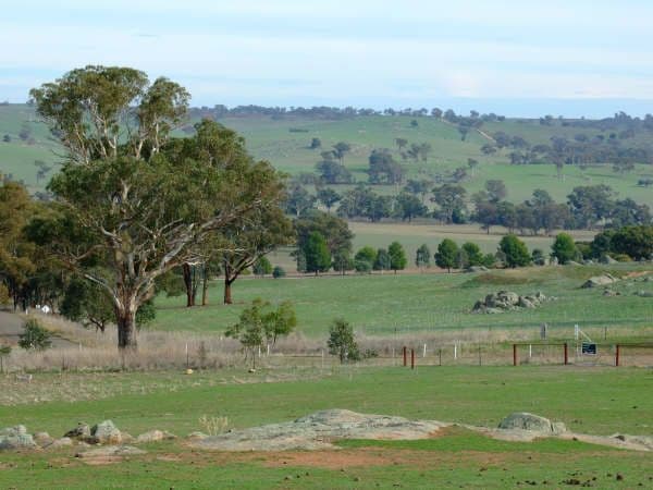 20 Burrows Road, YOUNG NSW 2594, Young - Thumbnail 3