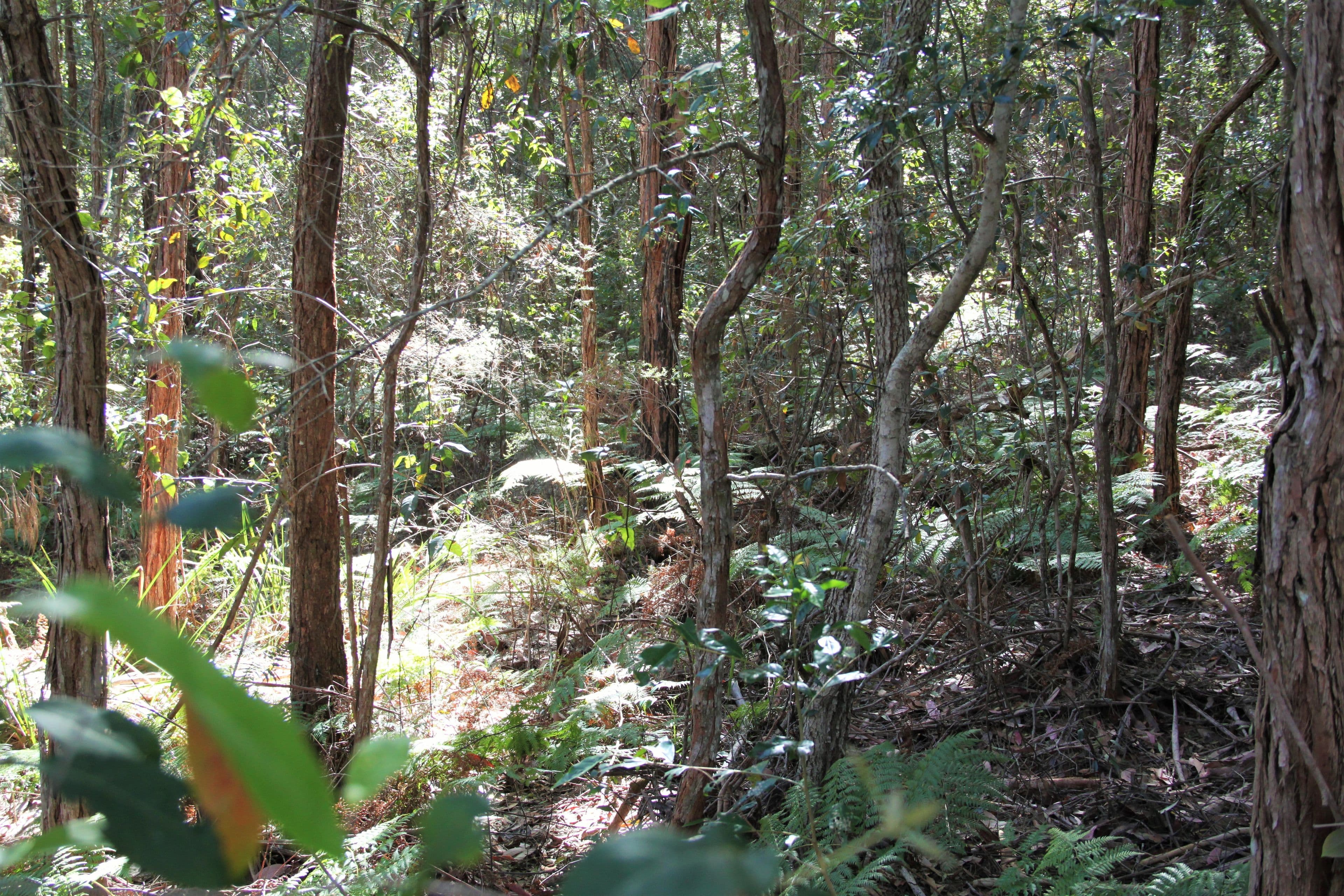 Lot 62 Glen Haven Drive, Kew NSW 2439, Kew - Thumbnail 2