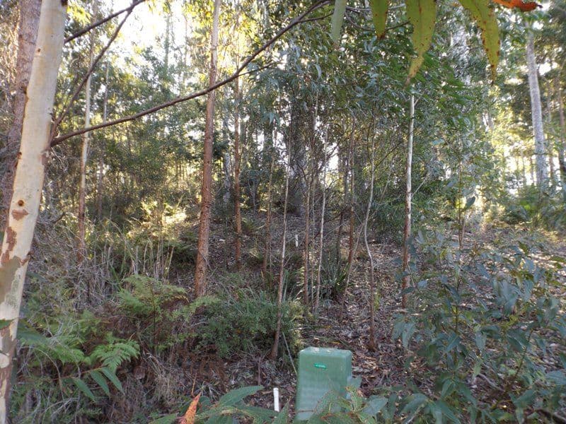 62 Litchfield Crescent, Long Beach NSW 2536, Long Beach - Thumbnail 4