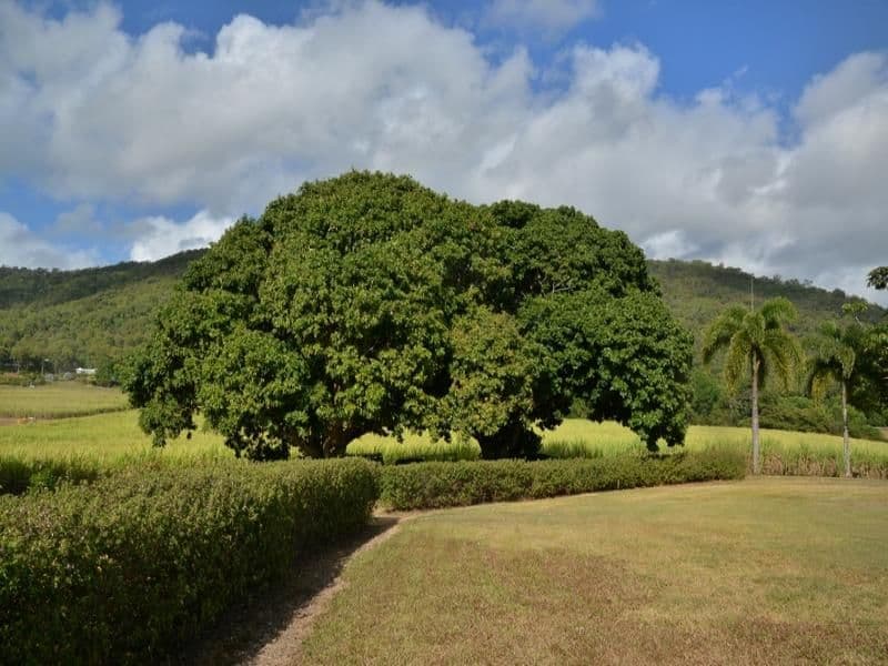 42  COOLALINGA Drive, PORT DOUGLAS QLD 4877, Port Douglas - Thumbnail 8
