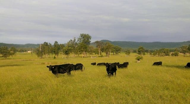 Lot 1, 433 Gresford Road, PATERSON NSW 2421, Paterson - Image 1