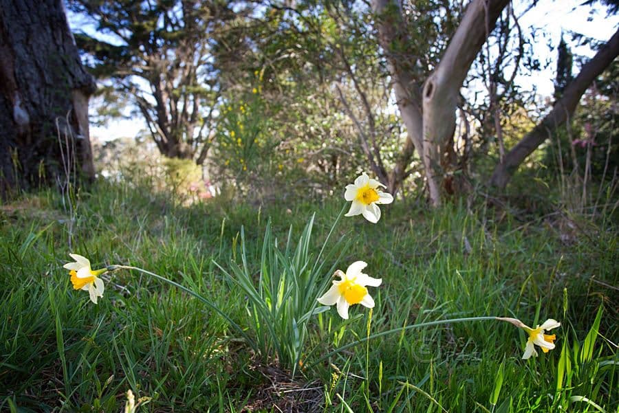 Lot 10 Ailsa Street, MOUNT VICTORIA NSW 2786, Mount Victoria - Thumbnail 6