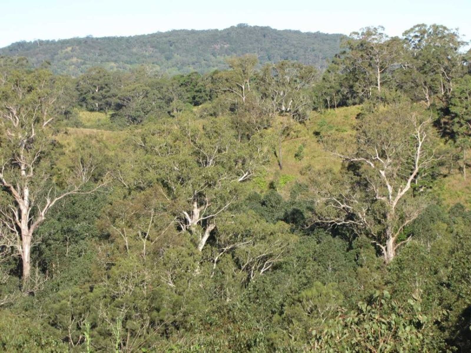 Yongurra Road, Kyogle - Thumbnail 5