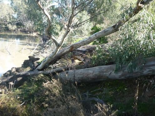 Lot 5 Echidna Way, CONARGO NSW 2710, Conargo - Thumbnail 4