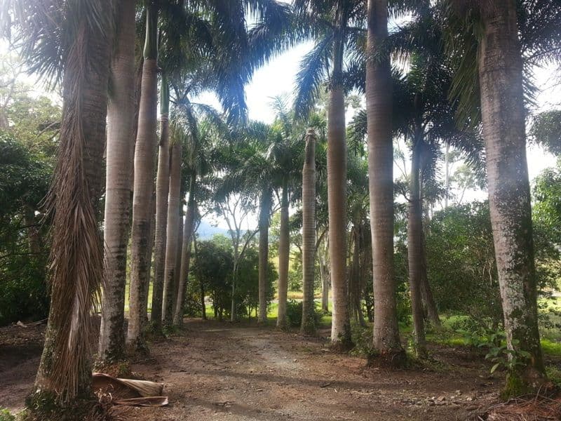 163 Camm Road, MOUNT JULIAN QLD 4800, Mount Julian - Thumbnail 3