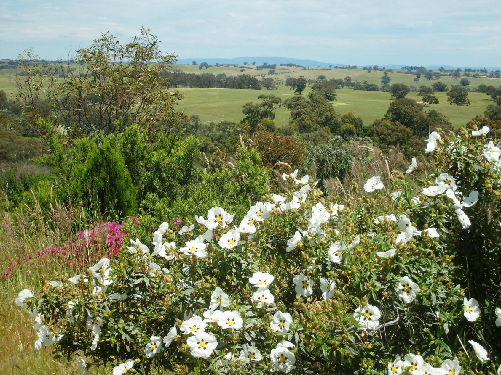 493 Heathcote-Redesdale Road, HEATHCOTE VIC 3523, Heathcote - Thumbnail 5
