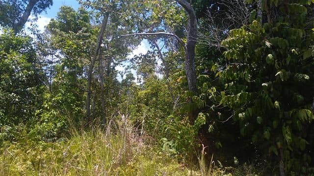 19 Reid Road, MISSION BEACH QLD 4852, Mission Beach - Thumbnail 5
