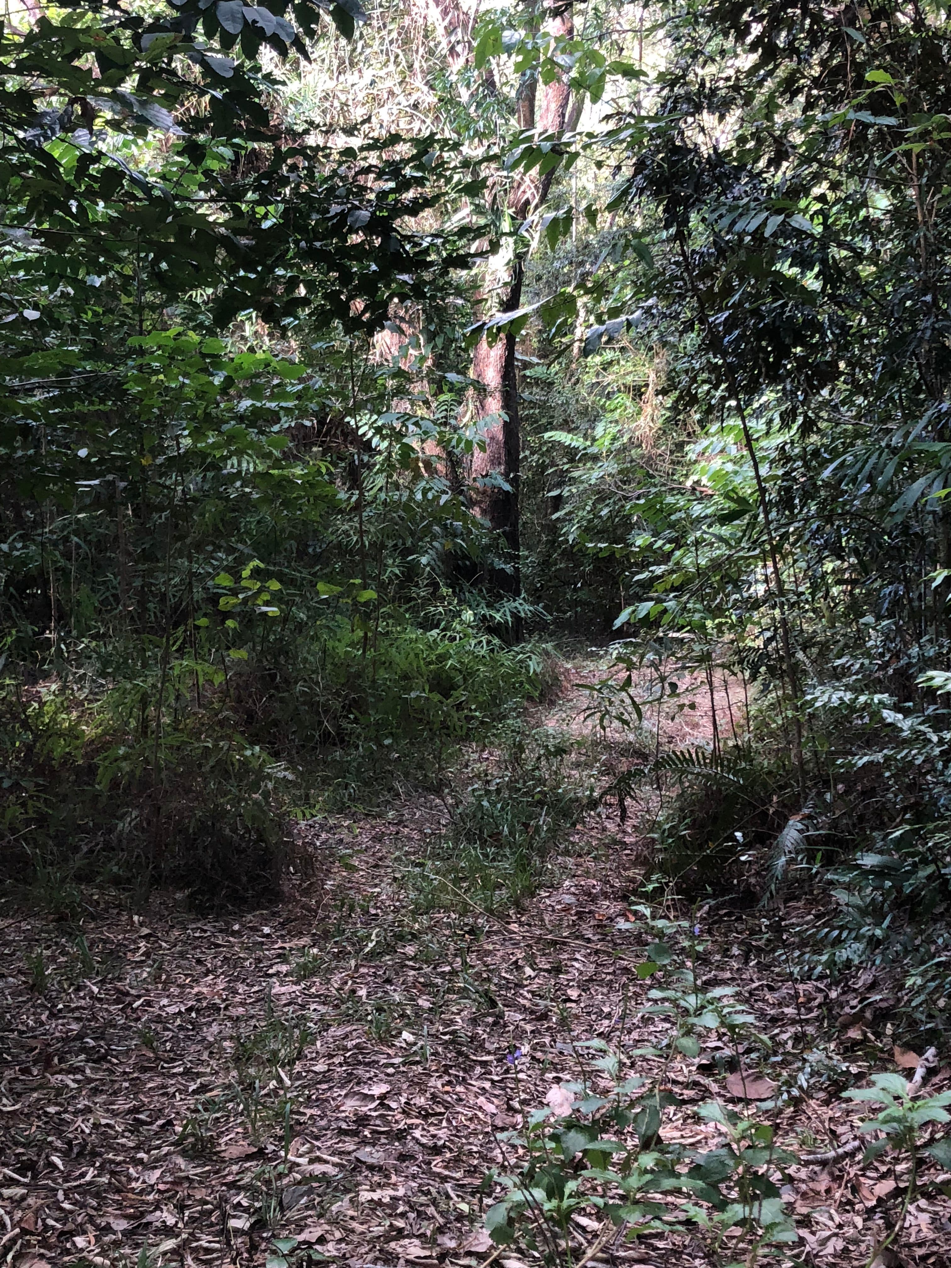 67 Ronald Road, Forest Creek QLD 4873, Forest Creek - Thumbnail 3