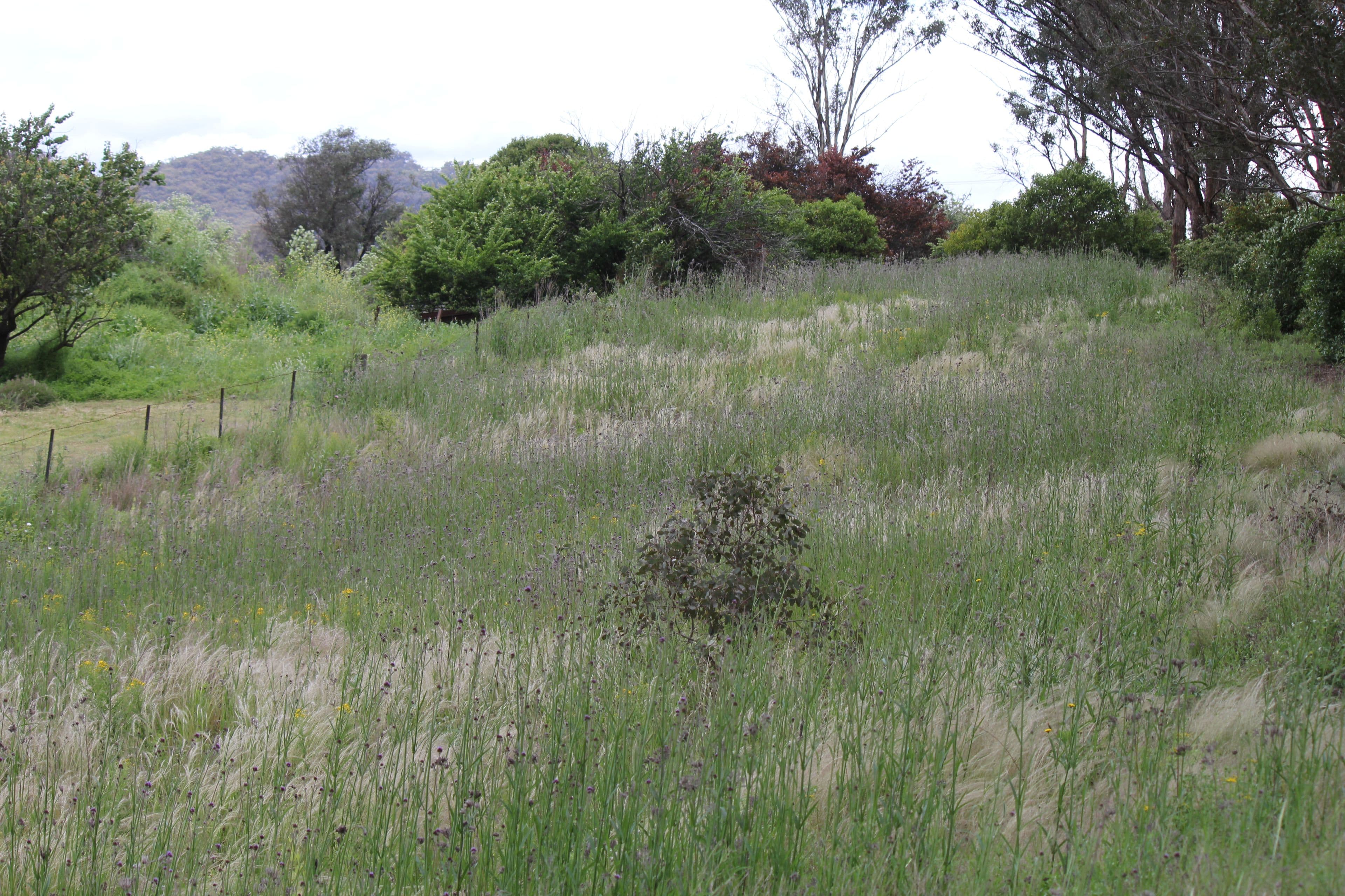 71 Mudgee Street, Sofala NSW 2795, Sofala - Thumbnail 4