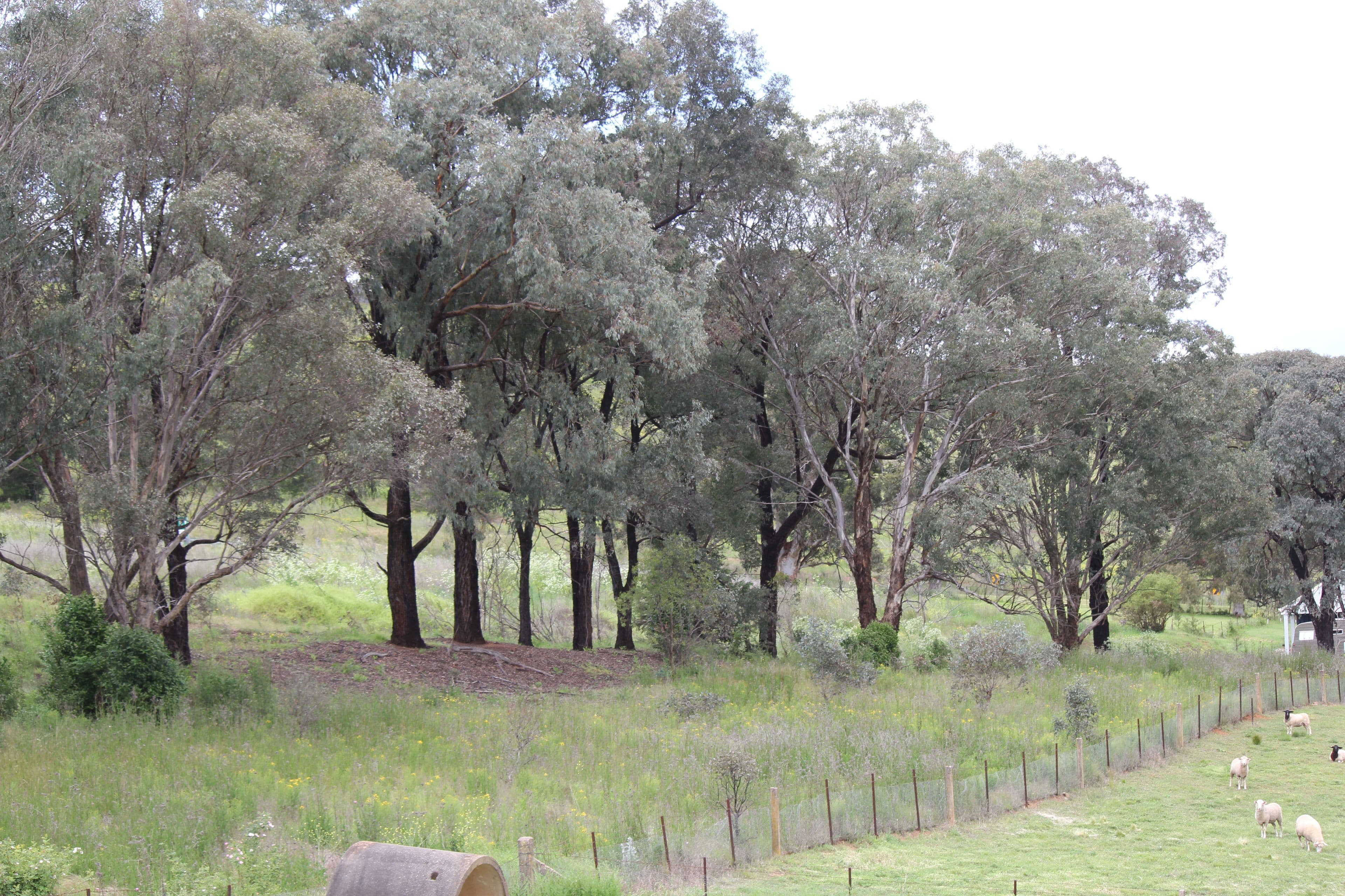 71 Mudgee Street, Sofala NSW 2795, Sofala - Thumbnail 8