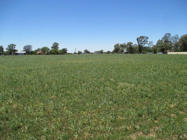 Lot 3 Carinda Road, Coonamble NSW 2829, Coonamble - Thumbnail 4