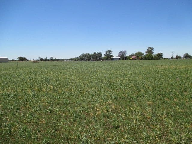 Lot 3 Carinda Road, Coonamble NSW 2829, Coonamble - Thumbnail 5