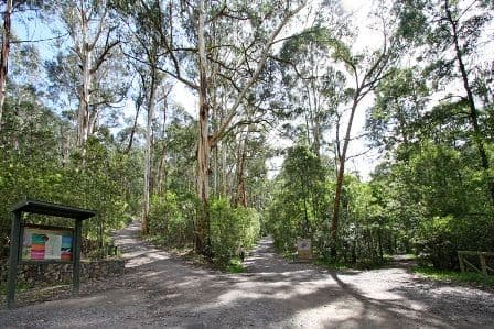 244 Windermere Drive, FERNTREE GULLY VIC 3156, Ferntree Gully - Thumbnail 6