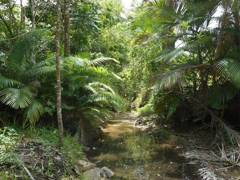 596 Gorge Road, Finch Hatton QLD 4756, Finch Hatton - Thumbnail 4