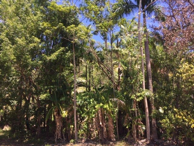 596 Gorge Road, Finch Hatton QLD 4756, Finch Hatton - Thumbnail 5