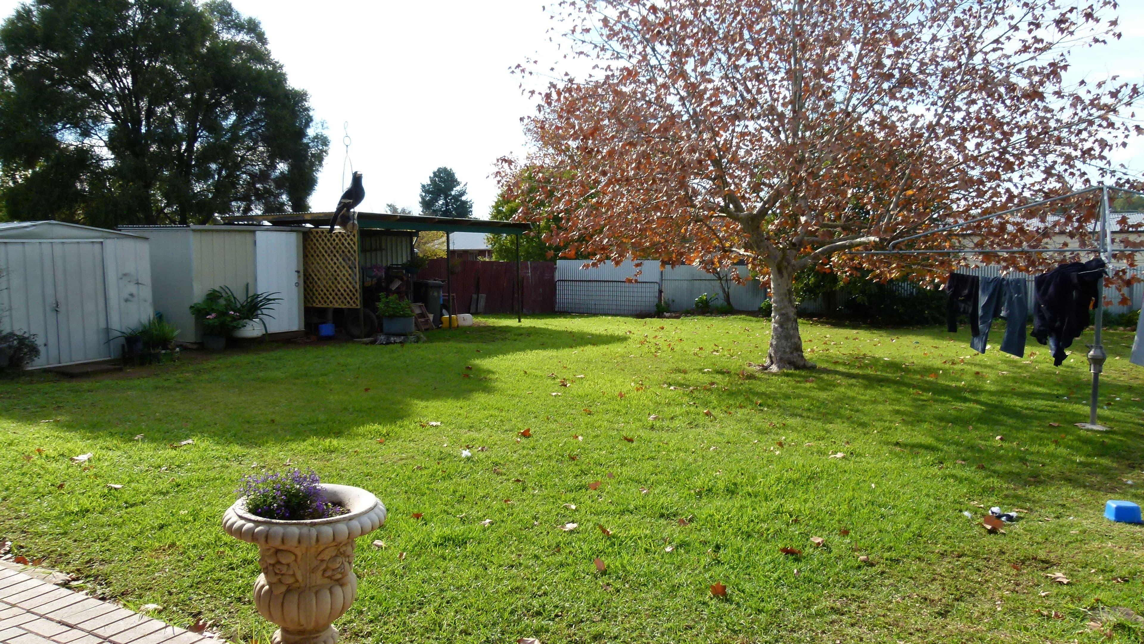 110 Flint Street, Forbes - Thumbnail 4