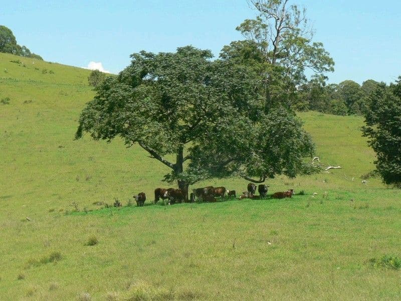 BUNDOOK NSW 2422, Bundook - Thumbnail 3