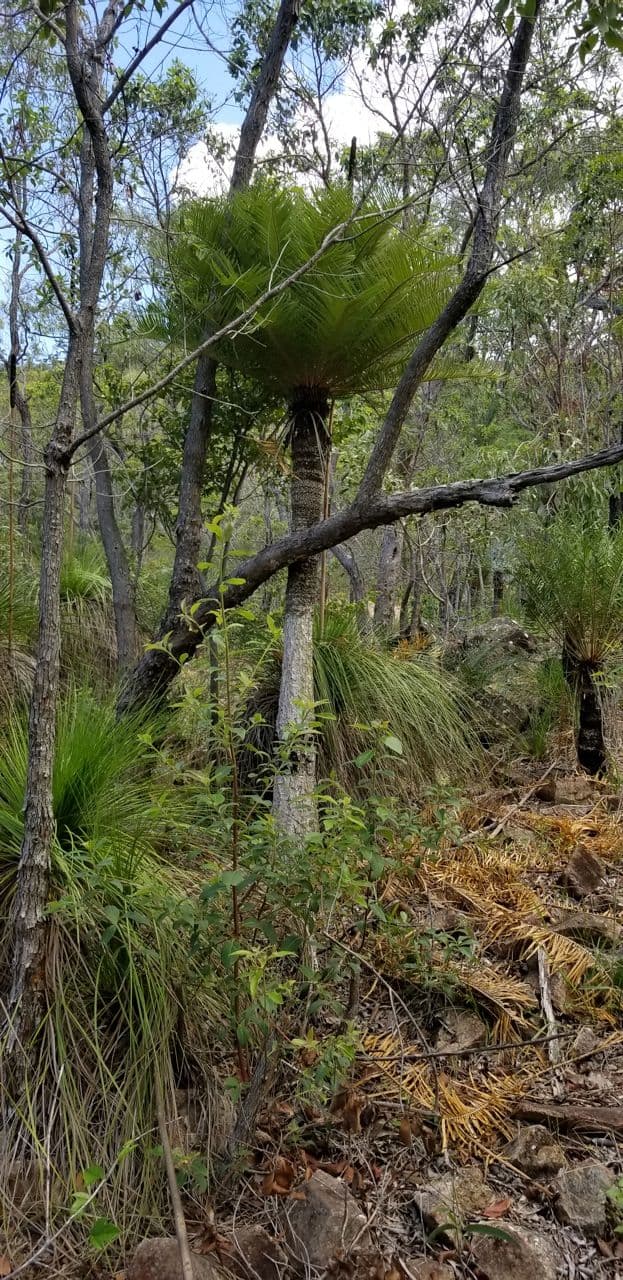 Lot 143 Josefski Road, Agnes Water QLD 4677, Agnes Water - Thumbnail 8