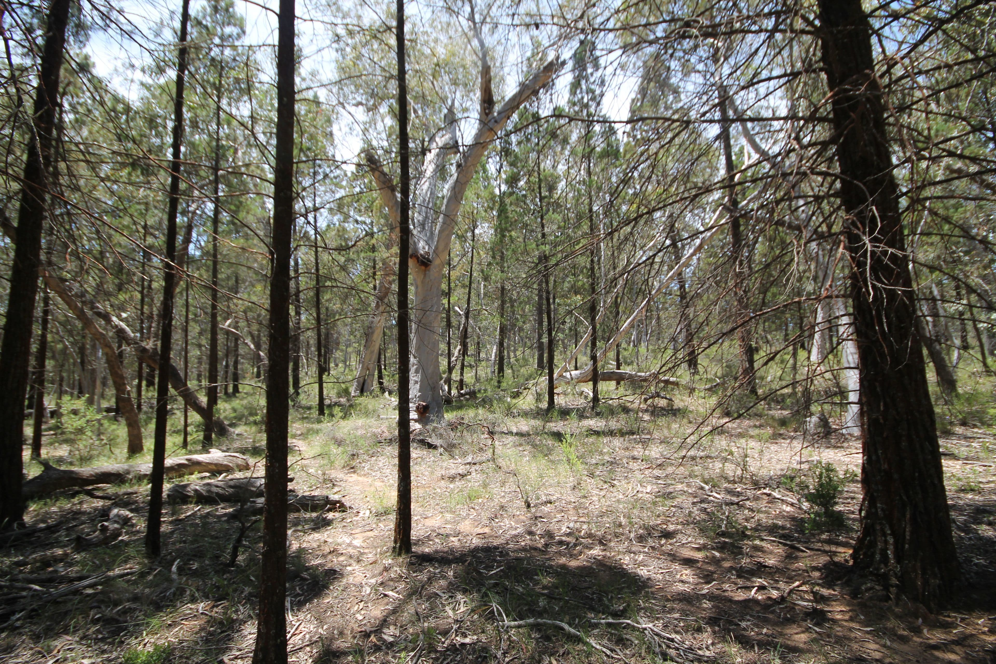 Lot 11 Warrumba Road, Bumbaldry NSW 2794, Bumbaldry - Thumbnail 4