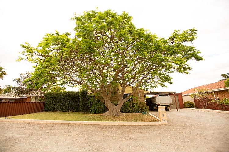 16 Jabiru Way, Waggrakine WA 6530, Waggrakine - Image 1