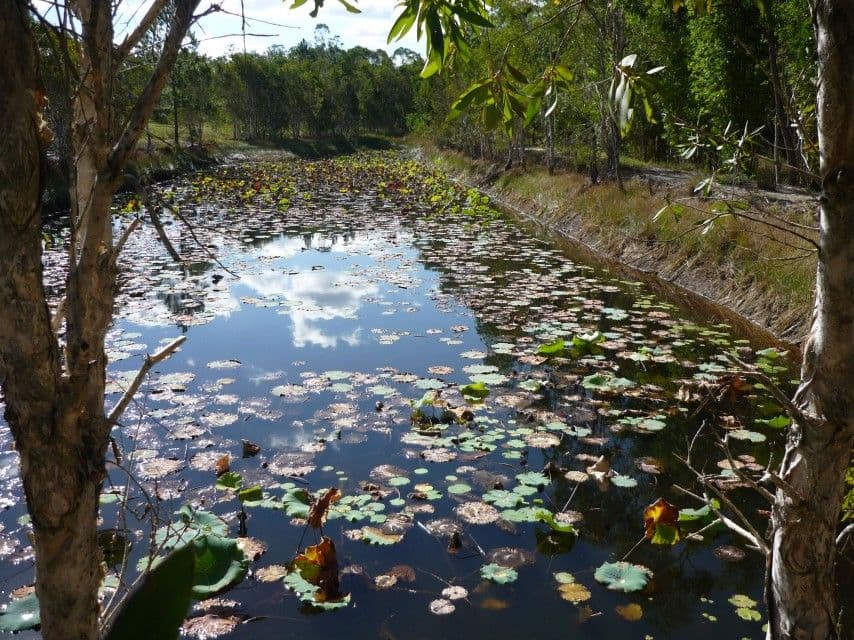 98 O'Shea Road, WAMURAN QLD 4512, Wamuran - Thumbnail 2