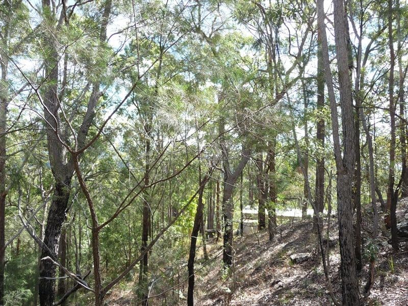 323 Mooloolah Road, EUDLO QLD 4554, Eudlo - Image 1