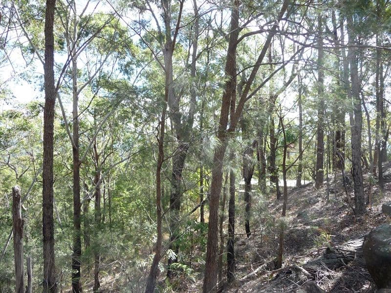 323 Mooloolah Road, EUDLO QLD 4554, Eudlo - Thumbnail 2