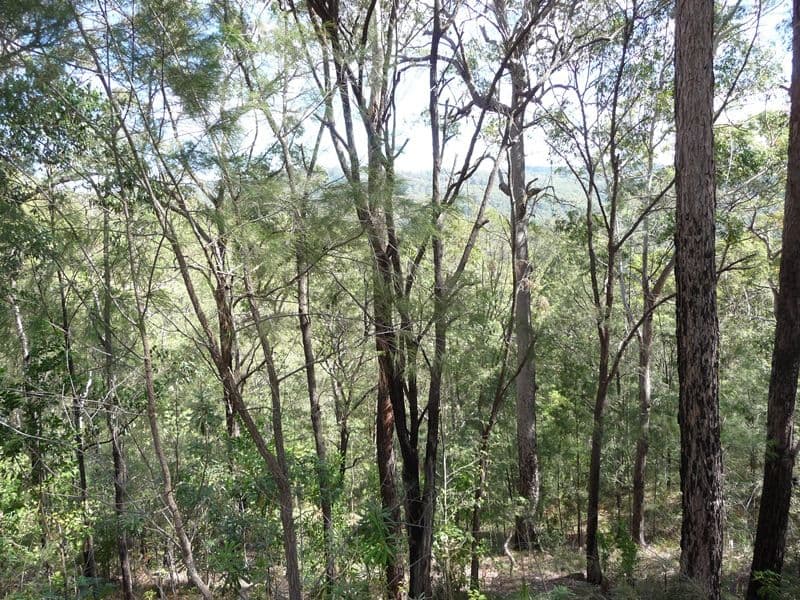 323 Mooloolah Road, EUDLO QLD 4554, Eudlo - Thumbnail 3