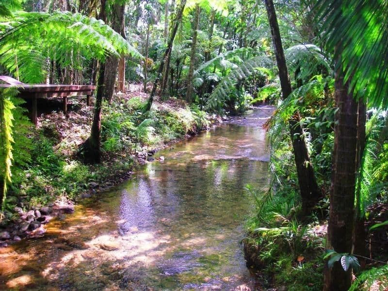 1529 Cape Tribulation Road, DAINTREE QLD 4873, Lower Daintree - Thumbnail 8