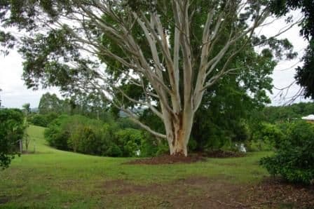 45a Kiel Mountain Road, WOOMBYE QLD 4559, Woombye - Thumbnail 3