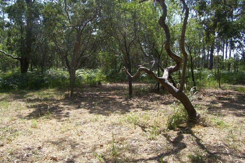 3 Karri Street, Russell Island QLD 4184, Russell Island - Thumbnail 3