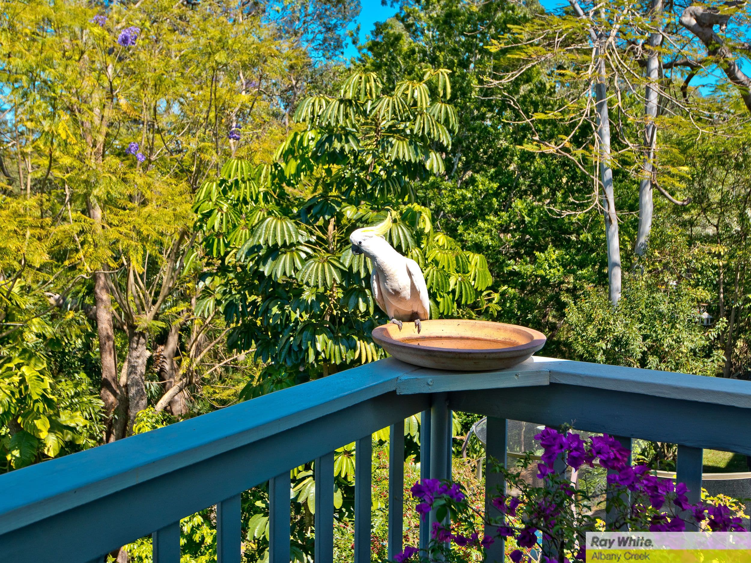101 Illuta Avenue, Ferny Hills QLD 4055, Ferny Hills - Thumbnail 5
