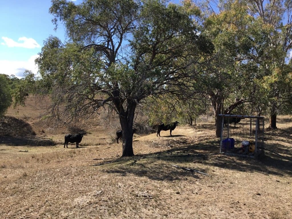 195 Gladstone Monto Road, Calliope QLD 4680, Calliope - Thumbnail 6