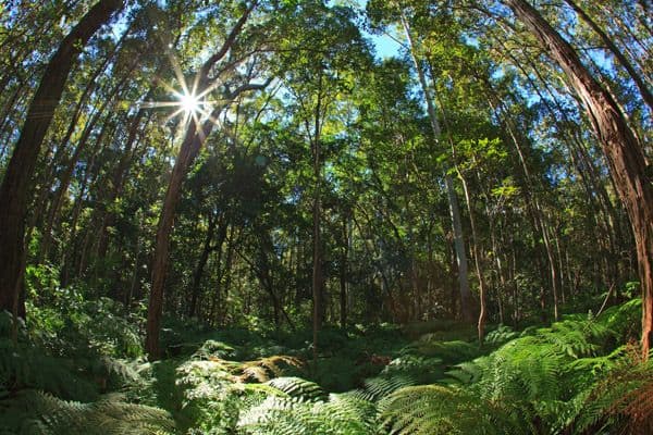 5 Crab Apple Court, COOROY QLD 4563, Cooroy - Image 1