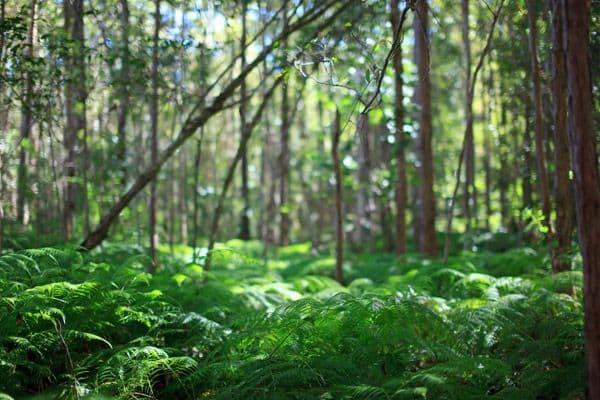 5 Crab Apple Court, COOROY QLD 4563, Cooroy - Thumbnail 4