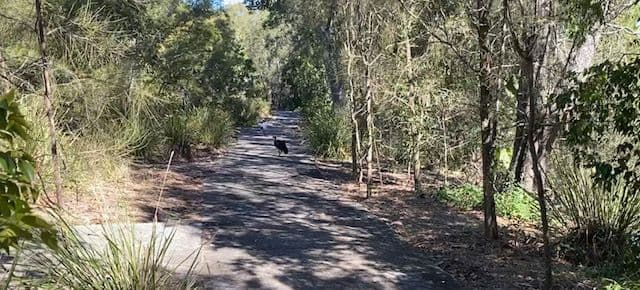 2 Catalina Way, Upper Coomera QLD 4209, Upper Coomera - Thumbnail 6