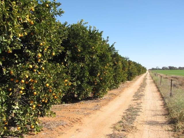 82 Nitschke Road, LOXTON SA 5333, Loxton - Thumbnail 6