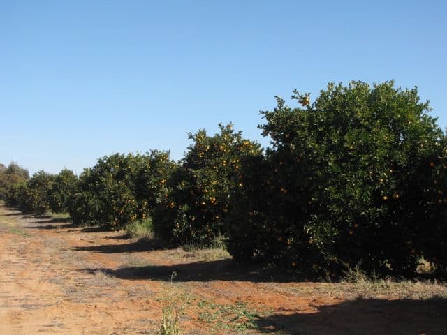 82 Nitschke Road, LOXTON SA 5333, Loxton - Thumbnail 7